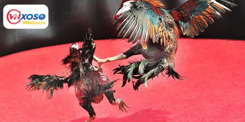 Đôi nét về sảnh đá gà ws168